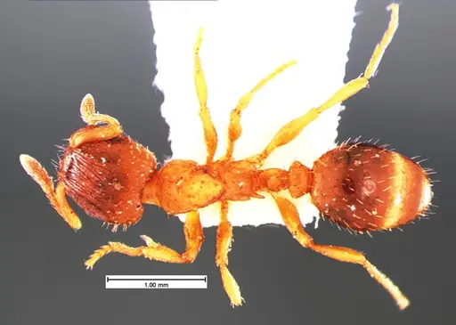 Harpagoxenus canadensis specimen CASENT0105557 image casent0105557_1