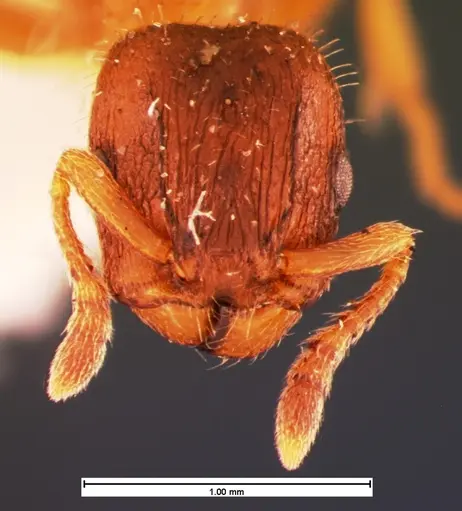 Harpagoxenus canadensis specimen CASENT0105557 image casent0105557_2