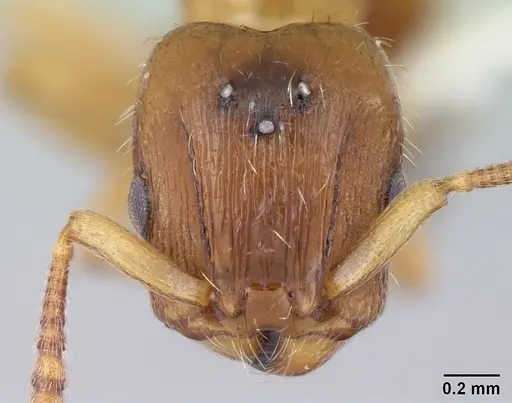Harpagoxenus canadensis specimen CASENT0178586 image casent0178586_2