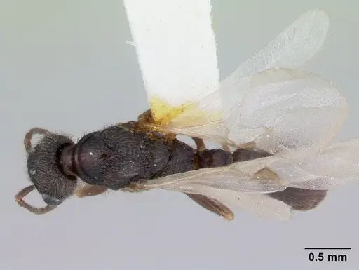 Harpagoxenus canadensis specimen CASENT0178587 image casent0178587_1