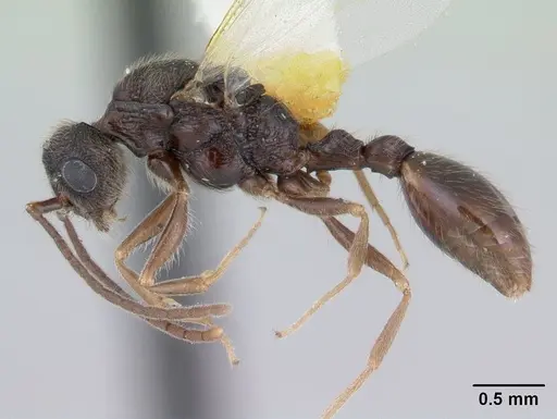 Harpagoxenus canadensis specimen CASENT0178587 image casent0178587_3