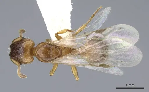 Harpagoxenus canadensis specimen CASENT0914975 image casent0914975_1