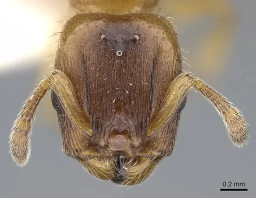 Harpagoxenus canadensis specimen CASENT0914975 image casent0914975_2