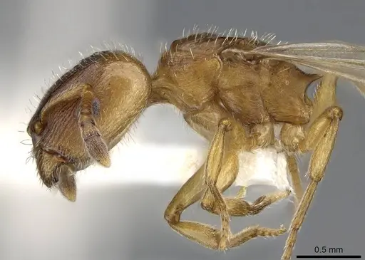 Harpagoxenus canadensis specimen CASENT0914975 image casent0914975_3
