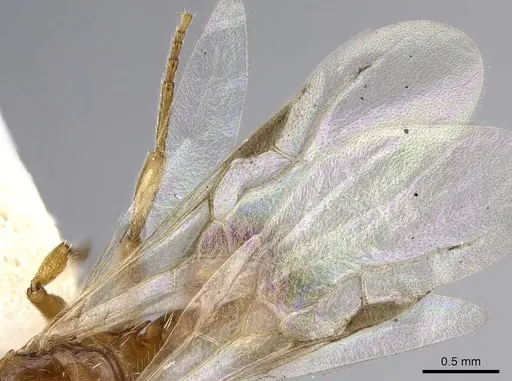 Harpagoxenus canadensis specimen CASENT0914975 image casent0914975_4