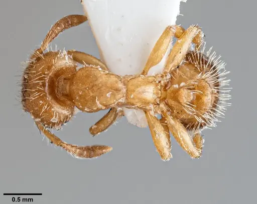 Harpagoxenus sublaevis specimen ANTWEB1060656 image antweb1060656_1