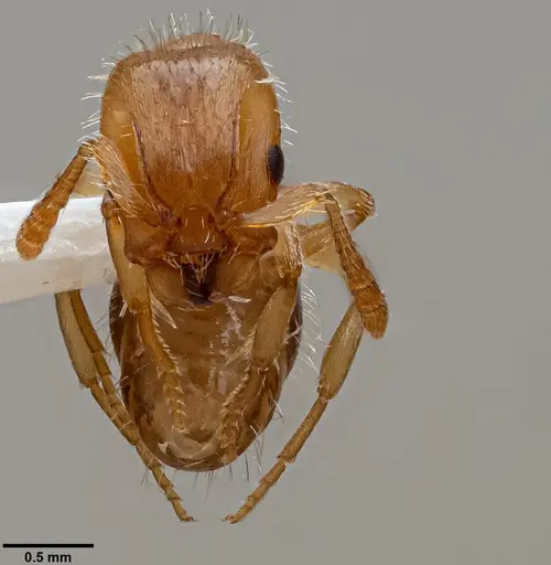 Harpagoxenus sublaevis specimen ANTWEB1060656 image antweb1060656_2