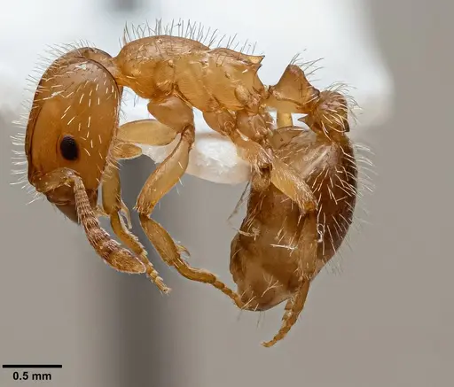 Harpagoxenus sublaevis specimen ANTWEB1060656 image antweb1060656_3