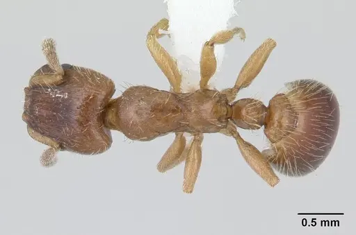 Harpagoxenus sublaevis specimen CASENT0178588 image casent0178588_1