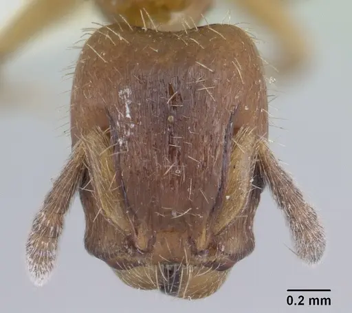 Harpagoxenus sublaevis specimen CASENT0178588 image casent0178588_2