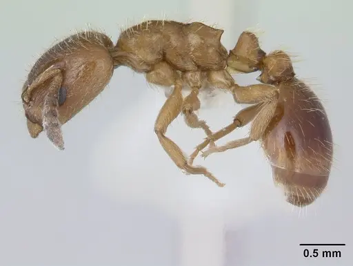 Harpagoxenus sublaevis specimen CASENT0178588 image casent0178588_3