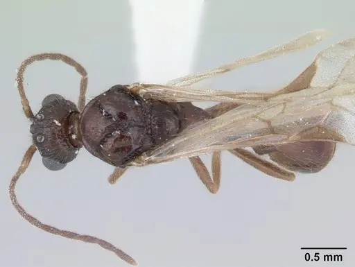 Harpagoxenus sublaevis specimen CASENT0178589 image casent0178589_1