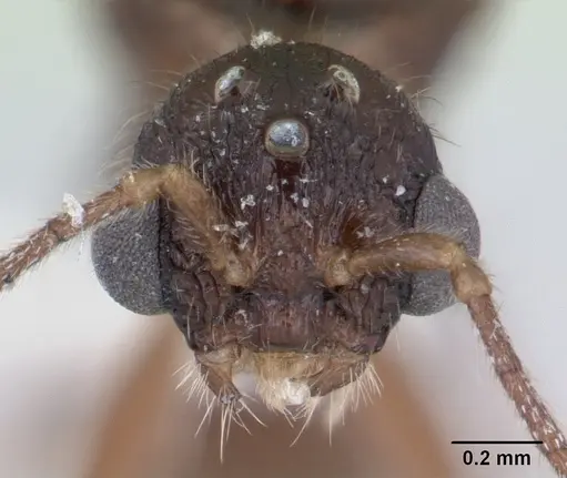 Harpagoxenus sublaevis specimen CASENT0178589 image casent0178589_2