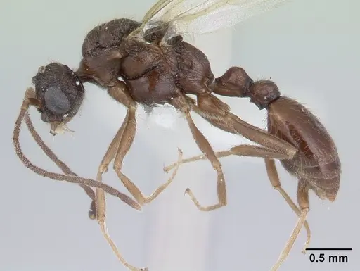 Harpagoxenus sublaevis specimen CASENT0178589 image casent0178589_3