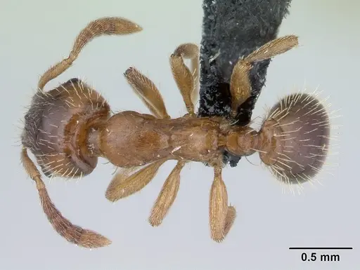 Harpagoxenus sublaevis specimen CASENT0178772 image casent0178772_1