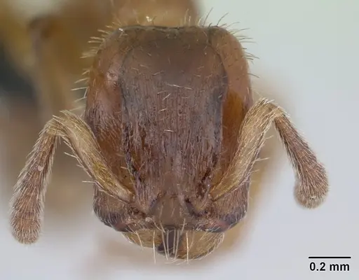 Harpagoxenus sublaevis specimen CASENT0178772 image casent0178772_2