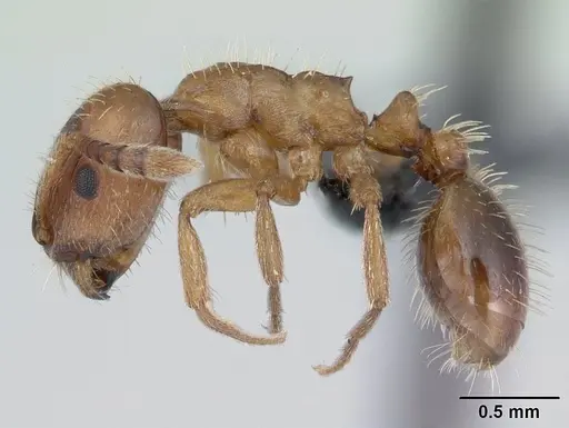 Harpagoxenus sublaevis specimen CASENT0178772 image casent0178772_3