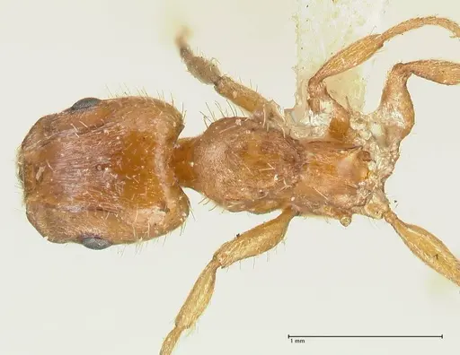 Harpagoxenus sublaevis specimen FOCOL2045 image focol2045_1