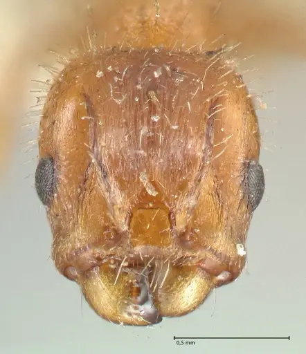 Harpagoxenus sublaevis specimen FOCOL2045 image focol2045_2