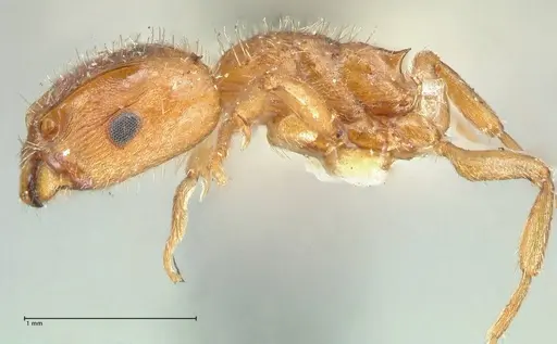 Harpagoxenus sublaevis specimen FOCOL2045 image focol2045_3
