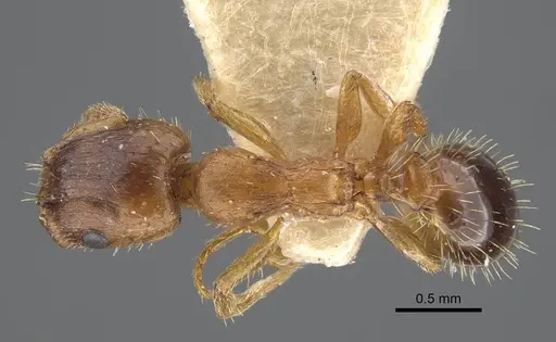 Harpagoxenus zaisanicus specimen CASENT0917214 image casent0917214_1