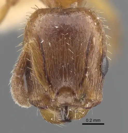 Harpagoxenus zaisanicus specimen CASENT0917214 image casent0917214_3