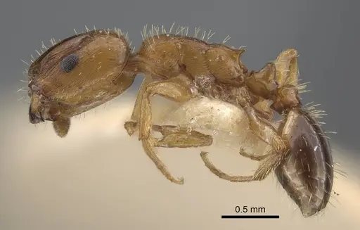 Harpagoxenus zaisanicus specimen CASENT0917214 image casent0917214_4
