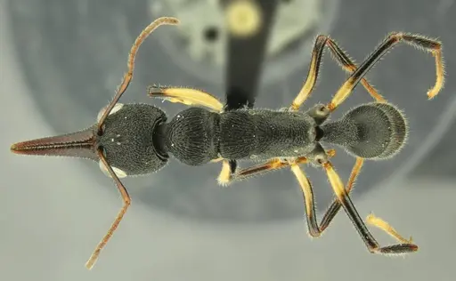 Harpegnathos alperti specimen ANTWEB1008901 image antweb1008901_1