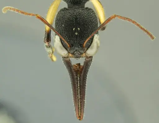 Harpegnathos alperti specimen ANTWEB1008901 image antweb1008901_2