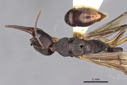 Harpegnathos hobbyi specimen CASENT0900662 image casent0900662_1