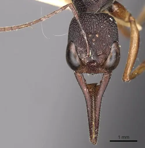 Harpegnathos hobbyi specimen CASENT0900662 image casent0900662_2