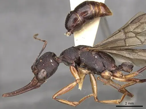 Harpegnathos hobbyi specimen CASENT0900662 image casent0900662_3
