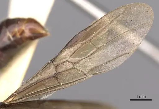 Harpegnathos hobbyi specimen CASENT0900662 image casent0900662_4