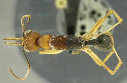 Harpegnathos honestoi specimen ANTWEB1008902 image antweb1008902_1