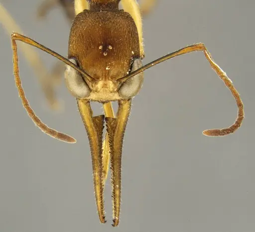 Harpegnathos honestoi specimen ANTWEB1008902 image antweb1008902_2