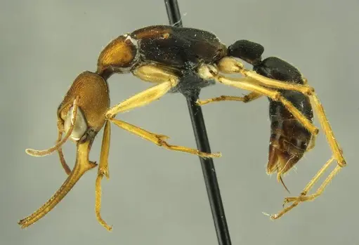 Harpegnathos honestoi specimen ANTWEB1008902 image antweb1008902_3