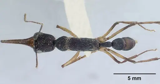 Harpegnathos macgregori specimen CASENT0179013 image casent0179013_1