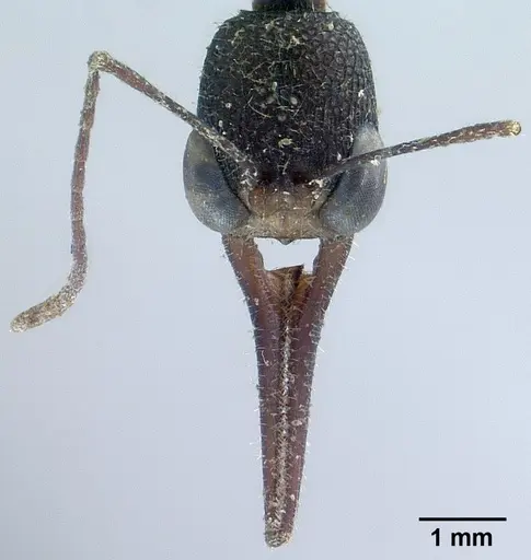 Harpegnathos macgregori specimen CASENT0179013 image casent0179013_2