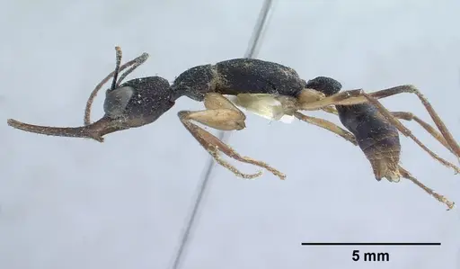 Harpegnathos macgregori specimen CASENT0179013 image casent0179013_3