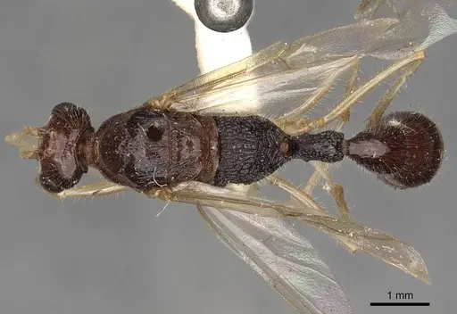 Harpegnathos medioniger specimen CASENT0900663 image casent0900663_1