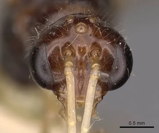 Harpegnathos medioniger specimen CASENT0900663 image casent0900663_2
