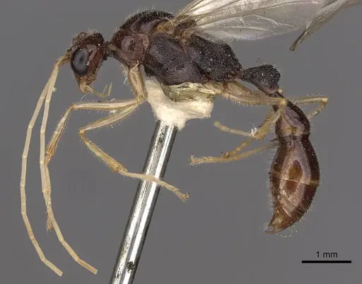 Harpegnathos medioniger specimen CASENT0900663 image casent0900663_3