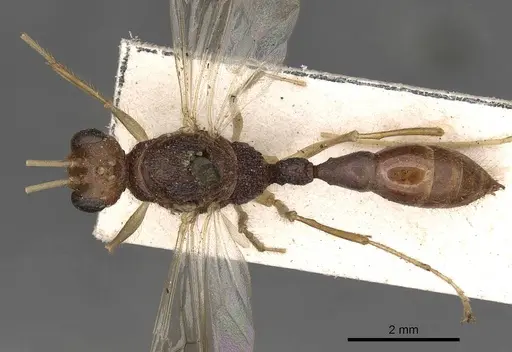 Harpegnathos pallipes specimen CASENT0900660 image casent0900660_1