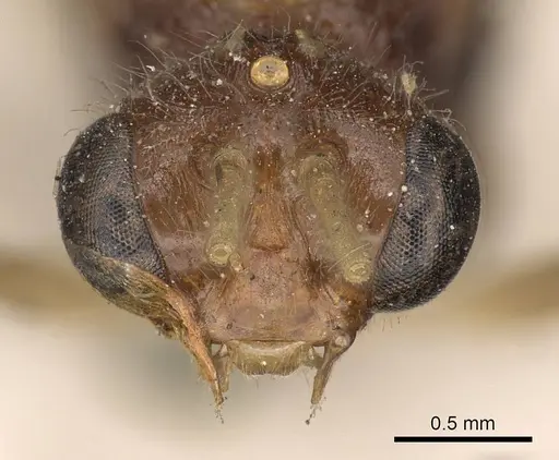 Harpegnathos pallipes specimen CASENT0900660 image casent0900660_2