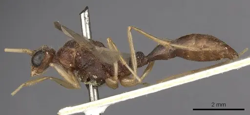 Harpegnathos pallipes specimen CASENT0900660 image casent0900660_3