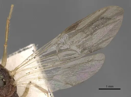 Harpegnathos pallipes specimen CASENT0900660 image casent0900660_4