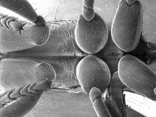 Harpegnathos saltator specimen ANTWEB1008532 image antweb1008532_1