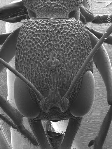 Harpegnathos saltator specimen ANTWEB1008532 image antweb1008532_2