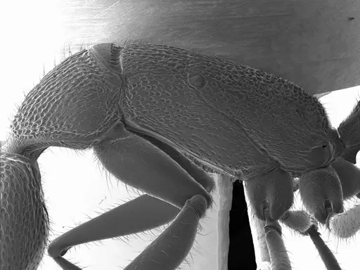 Harpegnathos saltator specimen ANTWEB1008532 image antweb1008532_3