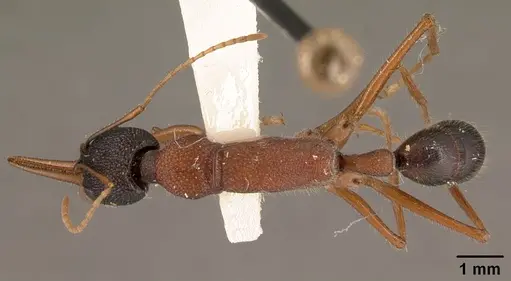 Harpegnathos saltator specimen CASENT0101783 image casent0101783_1